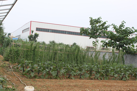 公司食堂綠色有機(jī)蔬菜基地